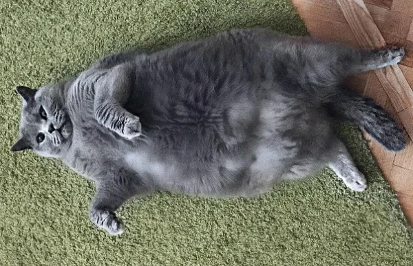 کنترل وزن ایده آل