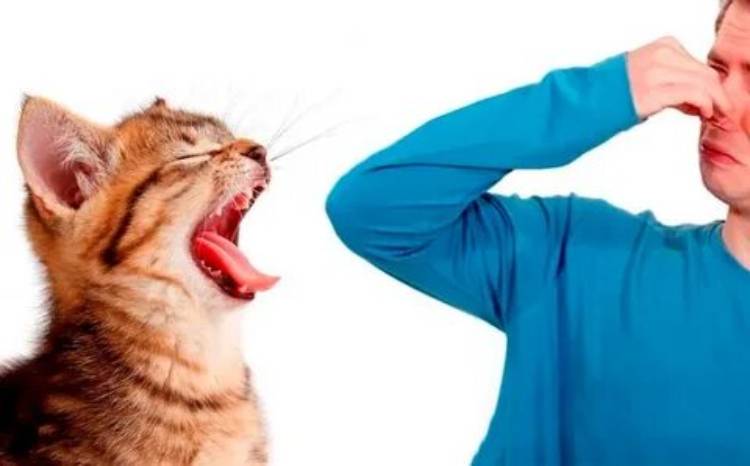 دلیل بوی دهان گربه