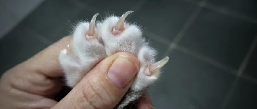 گرفتن ناخن گربه