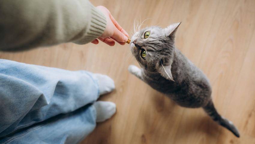 تشویقی گربه چیست؟