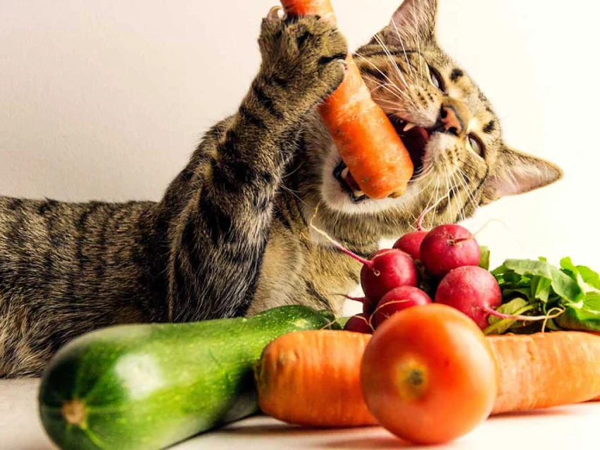 غذاهای ممنوعه گربه