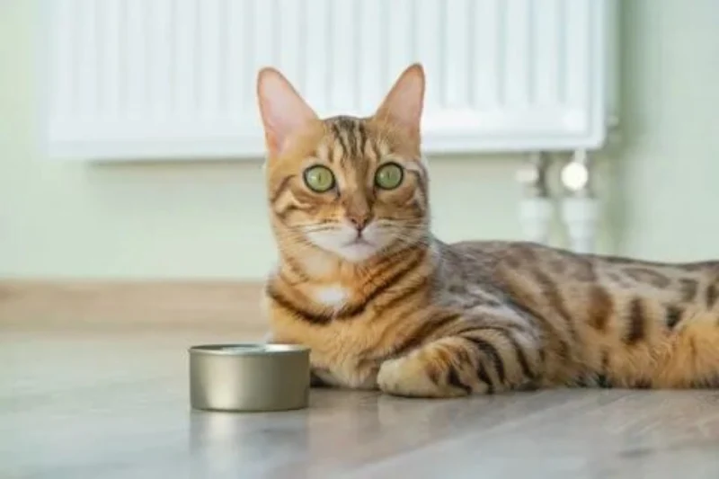 تن ماهی برای گربه