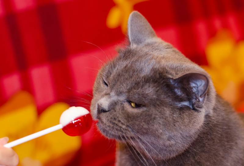 طرز تهیه تشویقی گربه در خانه