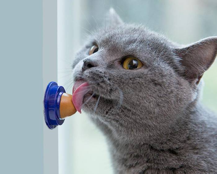 ترکیبات تشویقی گربه 