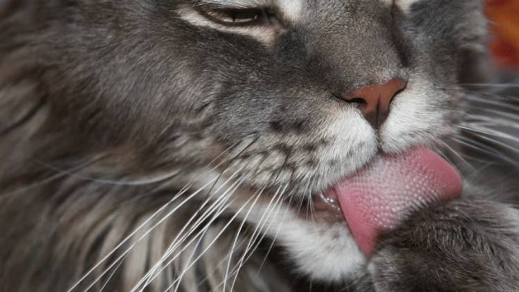 گلوله مویی گربه