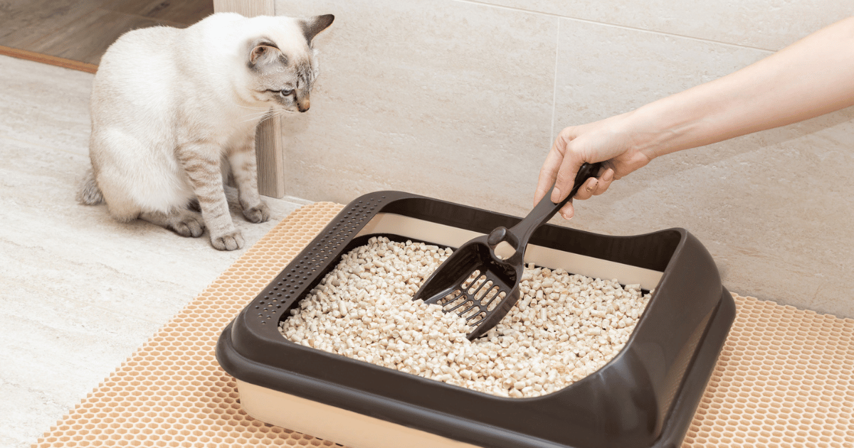 نحوه استفاده از خاک گربه 