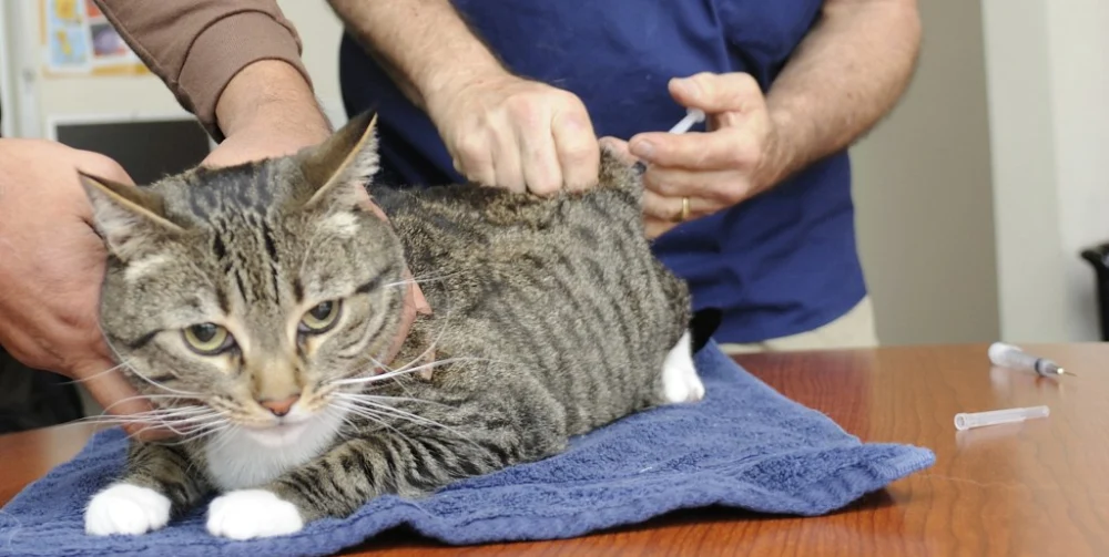 واکسیناسیون گربه