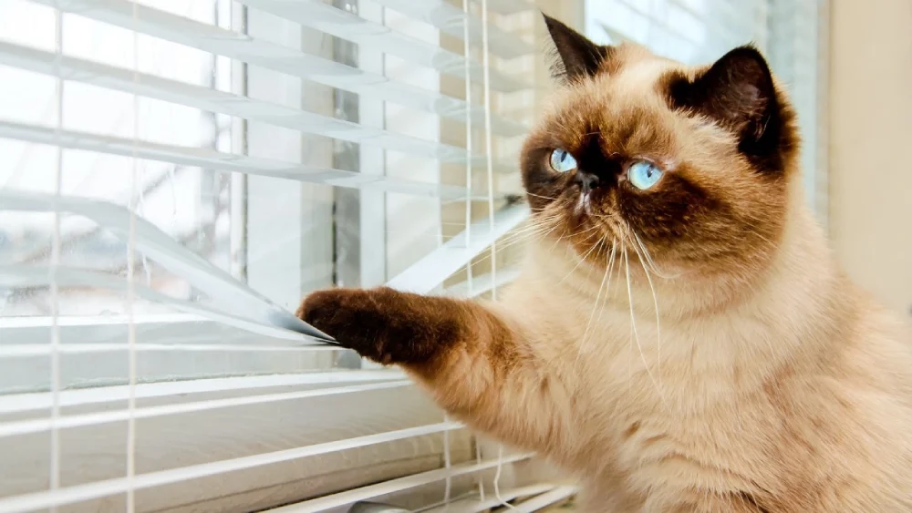 فواید نگهداری گربه