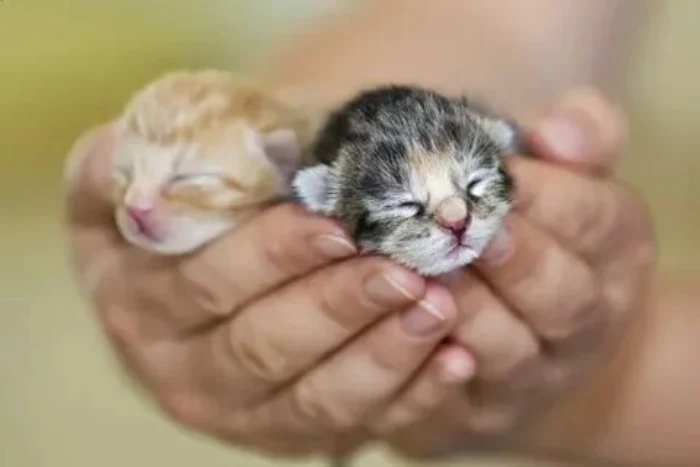 بچه گربه تازه متولد شده 