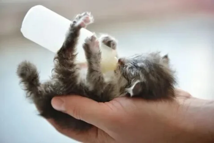 به گربه تازه متولد شده چه غذایی بدهیم