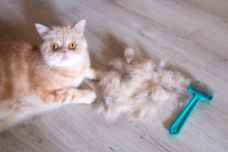 درمان گلوله مویی گربه