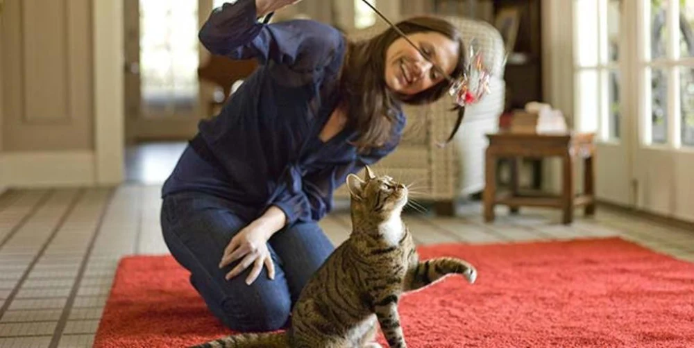 نقش ورزش در نگهداری گربه در خانه 