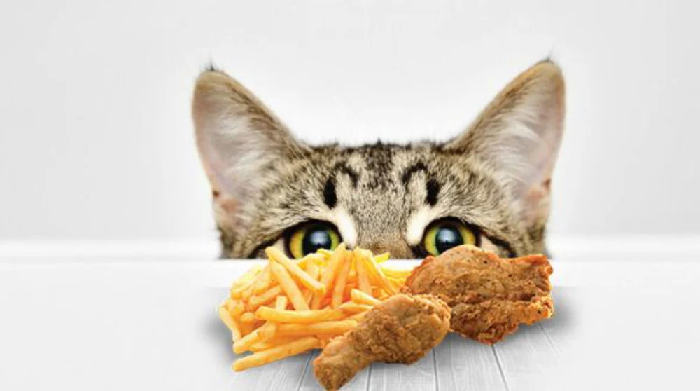 غذاهای ممنوع برای بچه گربه 