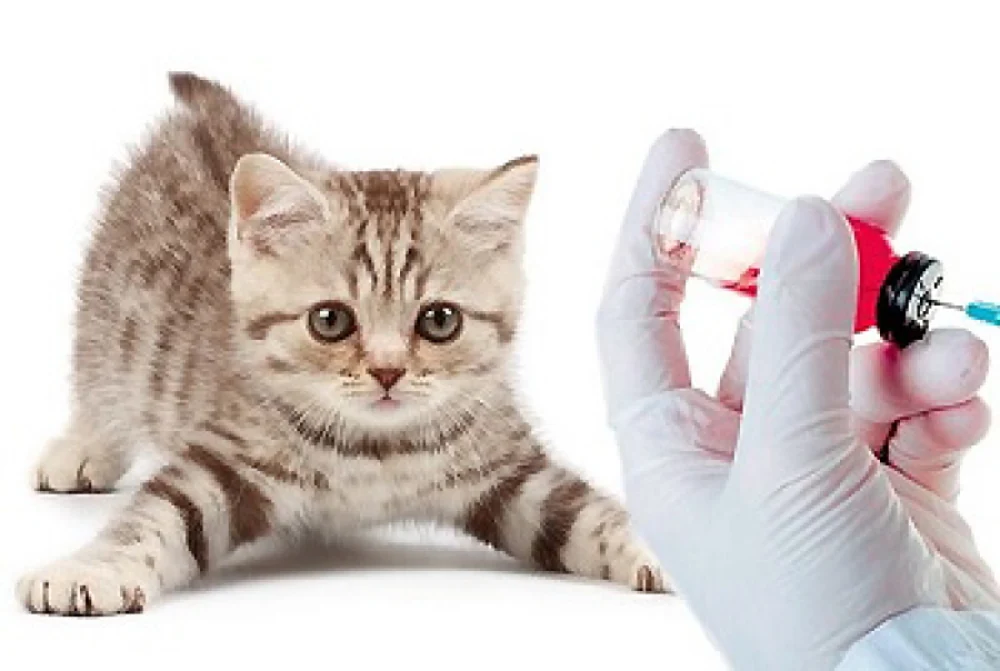 سن واکسیناسیون گربه 