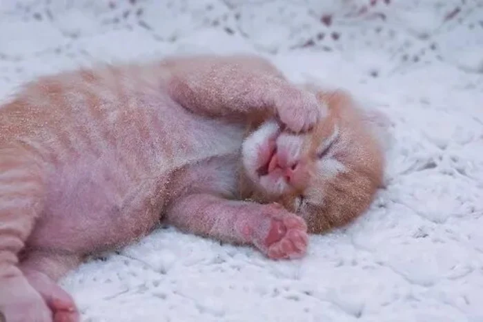 گربه تازه متولد شده 