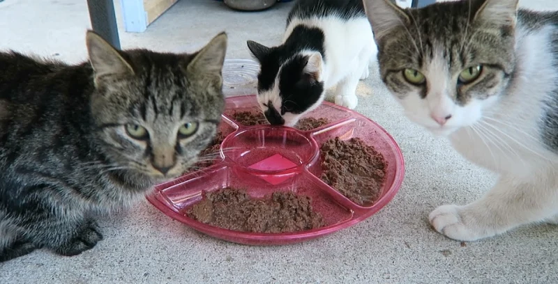 کنسرو تن ماهی برای گربه