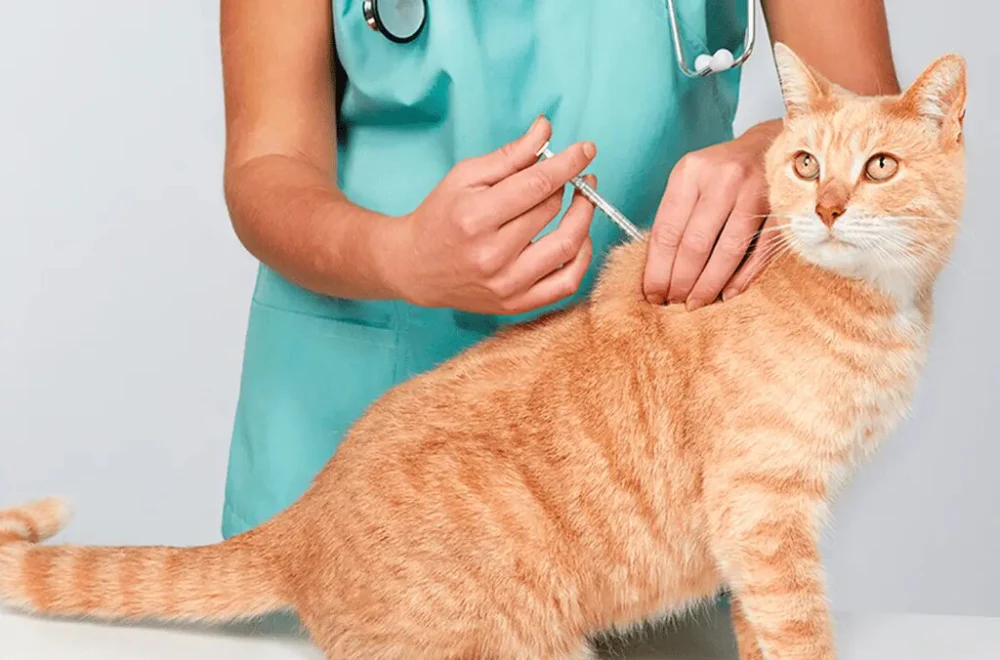 هزینه واکسیناسیون گربه
