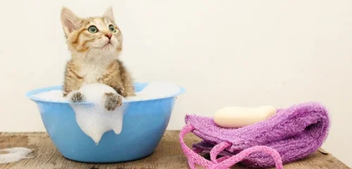 چگونه گربه را حمام کنیم