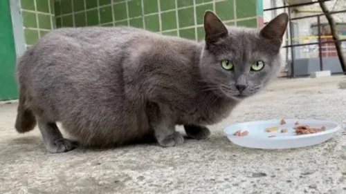 غذای مناسب برای گربه باردار