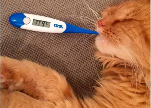 دمای بدن گربه