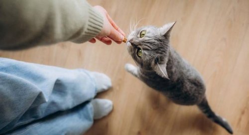 تشویقی گربه چیست