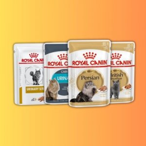 پوچ گربه پوچ گربه