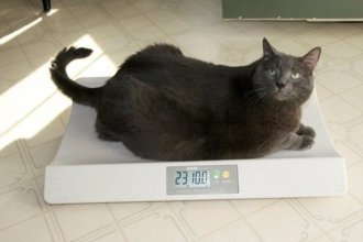 جدول سن و وزن گربه