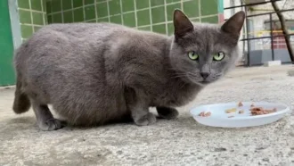 غذای مناسب برای گربه باردار